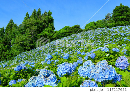 宮城県気仙沼市松崎外ヶ沢　紫陽花名所の赤坂公衆園の斜面を埋める満開の青いアジサイと青空 117217621