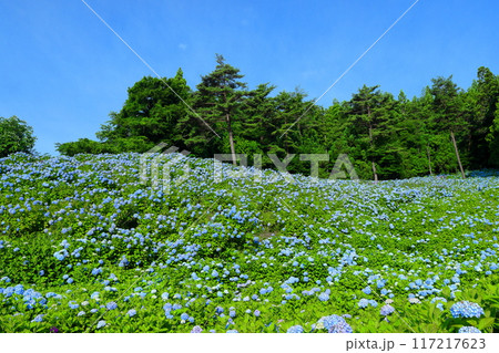 宮城県気仙沼市松崎外ヶ沢　紫陽花名所の赤坂公衆園の斜面を埋める満開の青いアジサイと青空 117217623