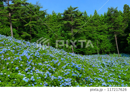 宮城県気仙沼市松崎外ヶ沢　紫陽花名所の赤坂公衆園の斜面を埋める満開の青いアジサイと青空 117217626