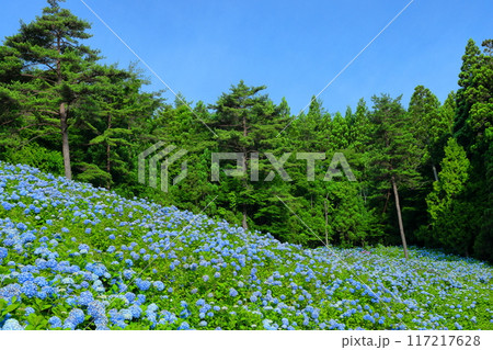 宮城県気仙沼市松崎外ヶ沢　紫陽花名所の赤坂公衆園の斜面を埋める満開の青いアジサイと青空 117217628