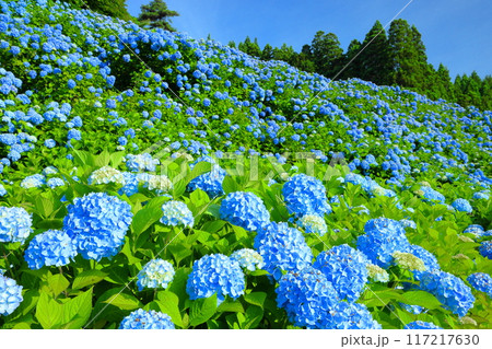 宮城県気仙沼市松崎外ヶ沢 紫陽花名所の赤坂公衆園の斜面を埋める満開の青いアジサイと青空 宮城県気仙沼市松崎外ヶ沢 紫陽花名所の赤坂公衆園の斜面を埋める満開の青いアジサイと青空 117217630