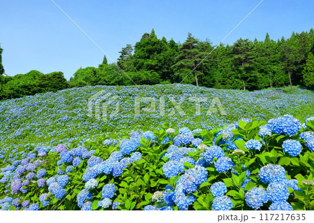 宮城県気仙沼市松崎外ヶ沢　紫陽花名所の赤坂公衆園の斜面を埋める満開の青いアジサイと青空 117217635