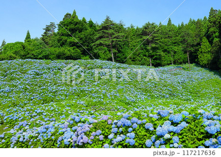 宮城県気仙沼市松崎外ヶ沢　紫陽花名所の赤坂公衆園の斜面を埋める満開の青いアジサイと青空 117217636