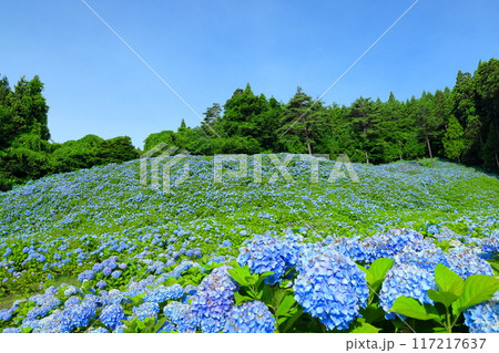 宮城県気仙沼市松崎外ヶ沢　紫陽花名所の赤坂公衆園の斜面を埋める満開の青いアジサイと青空 117217637
