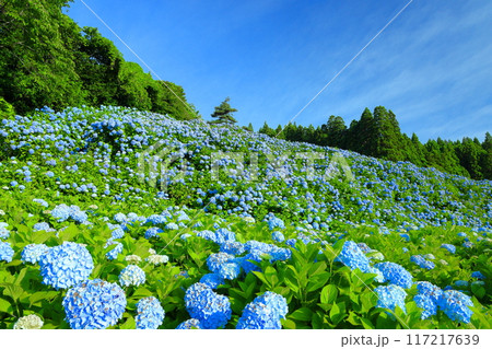 宮城県気仙沼市松崎外ヶ沢 紫陽花名所の赤坂公衆園の斜面を埋める満開の青いアジサイと青空 宮城県気仙沼市松崎外ヶ沢 紫陽花名所の赤坂公衆園の斜面を埋める満開の青いアジサイと青空 117217639