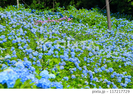 宮城県気仙沼市松崎外ヶ沢　紫陽花名所の赤坂公衆園の斜面を埋める満開の青いアジサイ 117217729