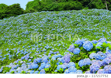 宮城県気仙沼市松崎外ヶ沢　紫陽花名所の赤坂公衆園の斜面を埋める満開の青いアジサイ 117217732