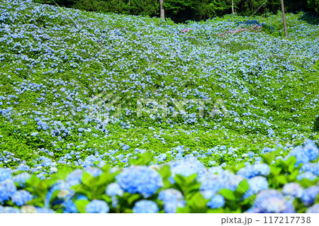 宮城県気仙沼市松崎外ヶ沢　紫陽花名所の赤坂公衆園の斜面を埋める満開の青いアジサイ 117217738