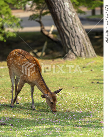 芝を食べる奈良公園の鹿と落ちたサルスベリの花弁 芝を食べる奈良公園の鹿と落ちたサルスベリの花弁 117217878