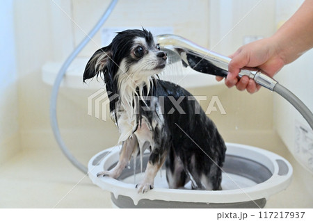 ナノバブル・マイクロバブル・シャワー・シャンプー チワワ　トリミング　グルーミング 117217937