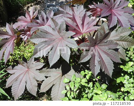 夏に色付いた「トウゴマ」の葉 夏に色付いた「トウゴマ」の葉 117218530