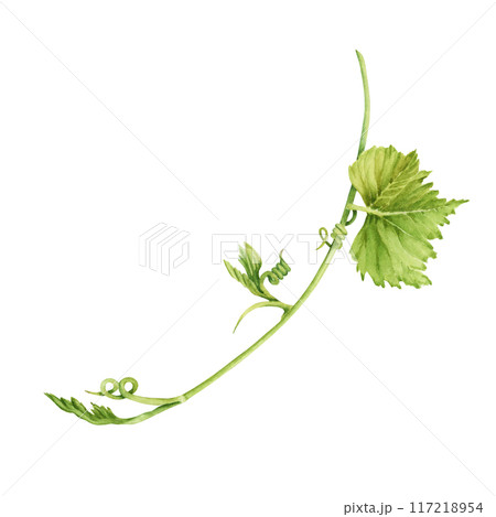 Grape vine with leaves isolated on transparent background. Hand drawn watercolor illustration perfect for any designs or printables 117218954