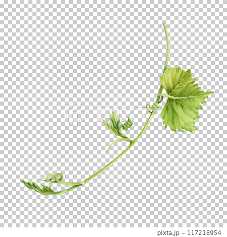 Grape vine with leaves isolated on transparent background. Hand drawn watercolor illustration perfect for any designs or printables 117218954