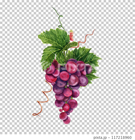 Bunch of red grapes with green vine leaves and tendrils. Hand drawn watercolor illustration isolated on transparent background Bunch of red grapes with green vine leaves and tendrils. Hand drawn watercolor illustration isolated on transparent background 117218960