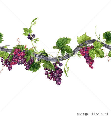 Seamless border with long grape vine, green leaves, tendrils and bunch of grapes. Hand drawn watercolor illustration of an endless element Seamless border with long grape vine, green leaves, tendrils and bunch of grapes. Hand drawn watercolor illustration of an endless element 117218961