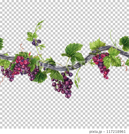 Seamless border with long grape vine, green leaves, tendrils and bunch of grapes. Hand drawn watercolor illustration of an endless element Seamless border with long grape vine, green leaves, tendrils and bunch of grapes. Hand drawn watercolor illustration of an endless element 117218961