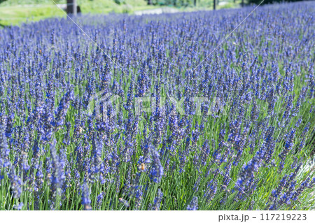 【ラベンダー畑　グロッソ】 117219223
