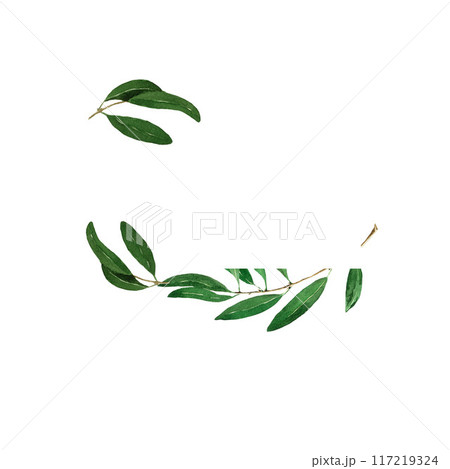Card with olive tree elements - branches, leaves. Hand drawn watercolor illustration on white background for label, design, decor, textile, card Card with olive tree elements - branches, leaves. Hand drawn watercolor illustration on white background for label, design, decor, textile, card 117219324