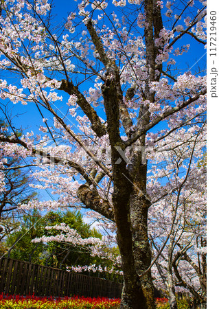 【京都風景】哲学の道 桜並木が続く美しい光景 【京都風景】哲学の道 桜並木が続く美しい光景 117219460
