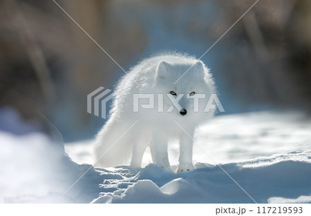 Polar fox with white fur in the snow 117219593