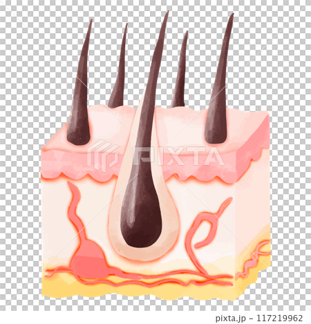 Watercolor Illustration of a Cross-Section of Healthy Hair Follicles Watercolor Illustration of a Cross-Section of Healthy Hair Follicles 117219962