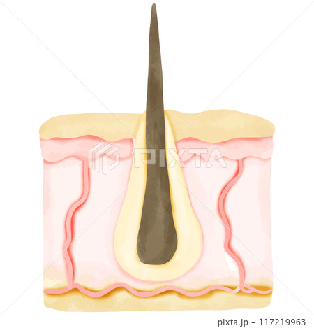 Watercolor Illustration of a Healthy Hair Follicle in Skin Cross-Section 117219963