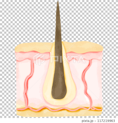 Watercolor Illustration of a Healthy Hair Follicle in Skin Cross-Section 117219963