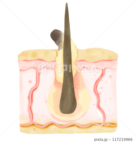 Watercolor Illustration of a Healthy Hair Follicle in Skin Cross-Section Watercolor Illustration of a Healthy Hair Follicle in Skin Cross-Section 117219966