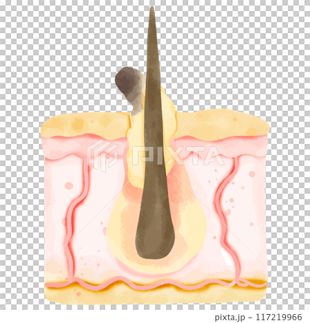 Watercolor Illustration of a Healthy Hair Follicle in Skin Cross-Section Watercolor Illustration of a Healthy Hair Follicle in Skin Cross-Section 117219966