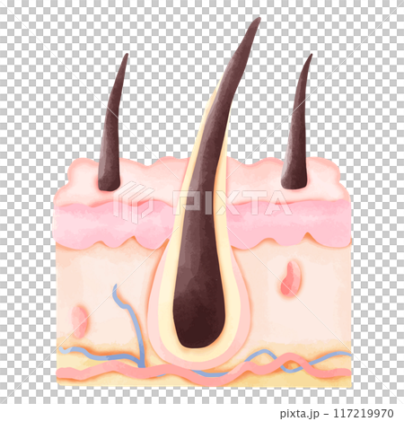 Watercolor Illustration of a Healthy Hair Follicle in Cross-Section 117219970