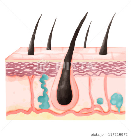 Watercolor Illustration of Hair Follicle with Skin Layers and Sweat Glands Watercolor Illustration of Hair Follicle with Skin Layers and Sweat Glands 117219972