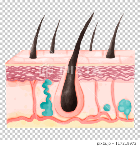 Watercolor Illustration of Hair Follicle with Skin Layers and Sweat Glands Watercolor Illustration of Hair Follicle with Skin Layers and Sweat Glands 117219972