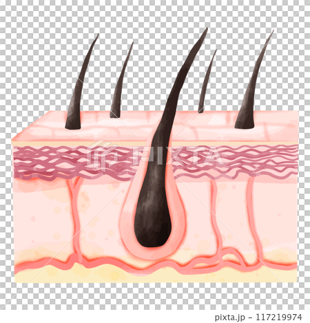 Watercolor Illustration of Healthy Hair Follicles and Dermis Layer Structure 117219974