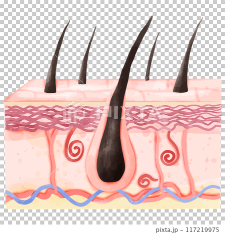 Watercolor Illustration of Hair Follicle and Dermis Layer Structure 117219975
