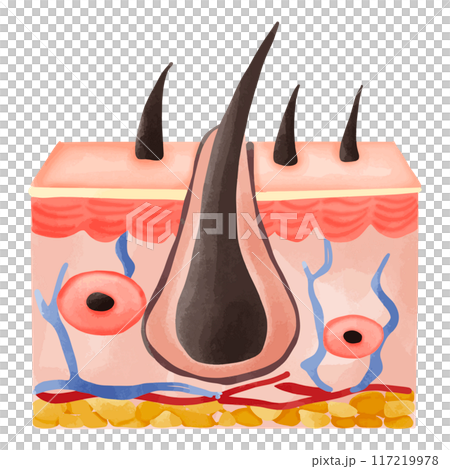 Watercolor Illustration of a Healthy Hair Follicle Cross-Section 117219978