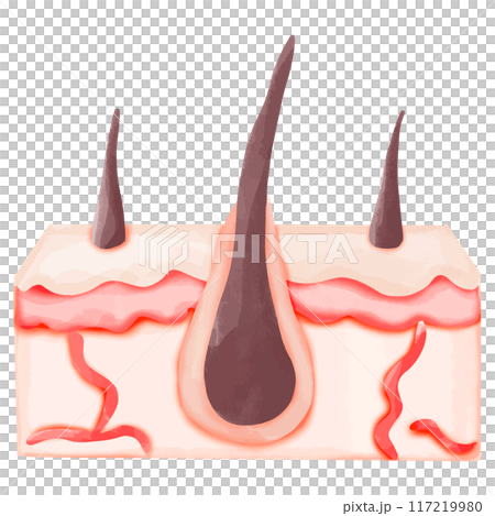 Watercolor Illustration of a Normal Hair Follicle in Skin 117219980