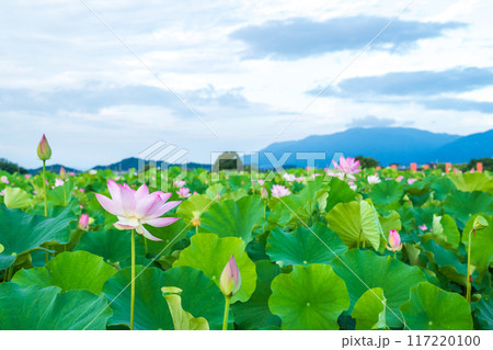 満開の時期を少し過ぎた藤原京跡のの蓮池の景色 満開の時期を少し過ぎた藤原京跡のの蓮池の景色 117220100