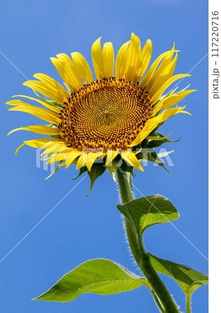 青空に咲くひまわり 117220716