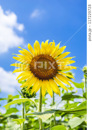 夏の花といえば黄色いヒマワリ 夏の花といえば黄色いヒマワリ 117220728