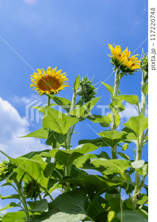 夏の花といえば黄色いヒマワリ 117220748
