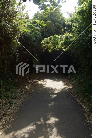 真夏の城ヶ島公園 インバウンド 真夏の城ヶ島公園 インバウンド 117220899