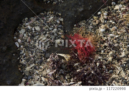 真夏の城ヶ島公園　インバウンド 117220998