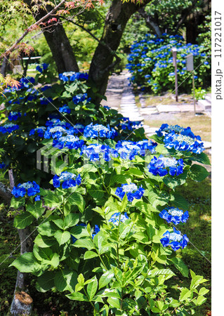 【京都風景】勧修寺 気品あふれる紫陽花 【京都風景】勧修寺 気品あふれる紫陽花 117221017