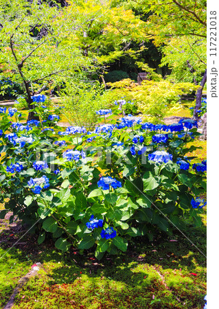 【京都風景】勧修寺 気品あふれる紫陽花 【京都風景】勧修寺 気品あふれる紫陽花 117221018