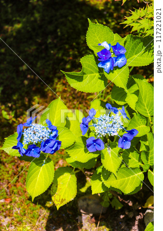 【京都風景】勧修寺　気品あふれる紫陽花 117221021