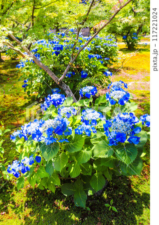 【京都風景】勧修寺 気品あふれる紫陽花 【京都風景】勧修寺 気品あふれる紫陽花 117221024