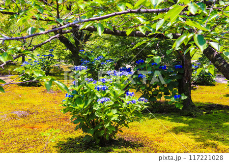 【京都風景】勧修寺 気品あふれる紫陽花 【京都風景】勧修寺 気品あふれる紫陽花 117221028