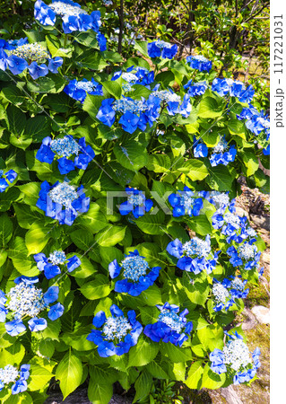 【京都風景】勧修寺 気品あふれる紫陽花 【京都風景】勧修寺 気品あふれる紫陽花 117221031