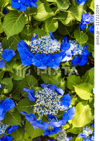 【京都風景】勧修寺 気品あふれる紫陽花 【京都風景】勧修寺 気品あふれる紫陽花 117221034