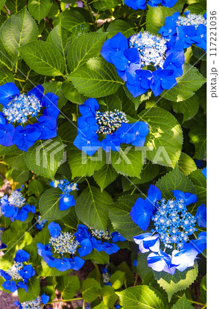 【京都風景】勧修寺 気品あふれる紫陽花 【京都風景】勧修寺 気品あふれる紫陽花 117221036